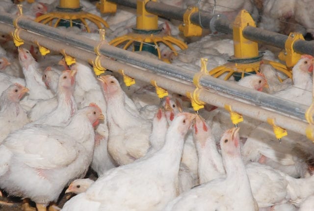 Website-Sliders-Poultry-Production-1-1345×560