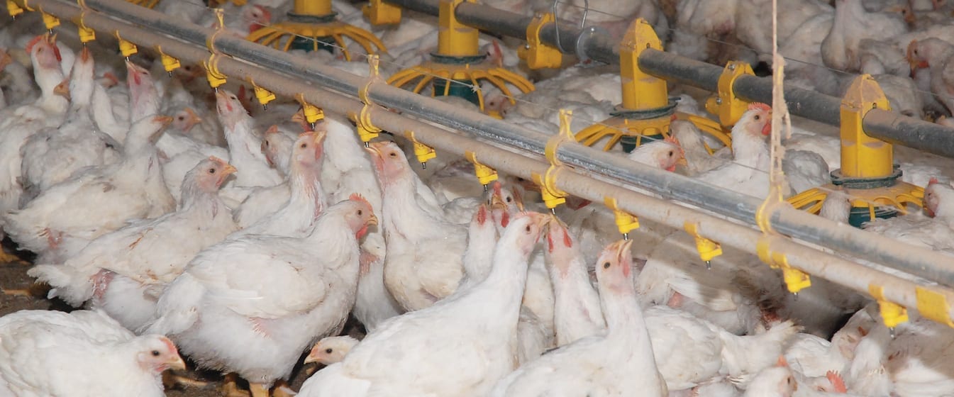 Website-Sliders-Poultry-Production-1-1345×560