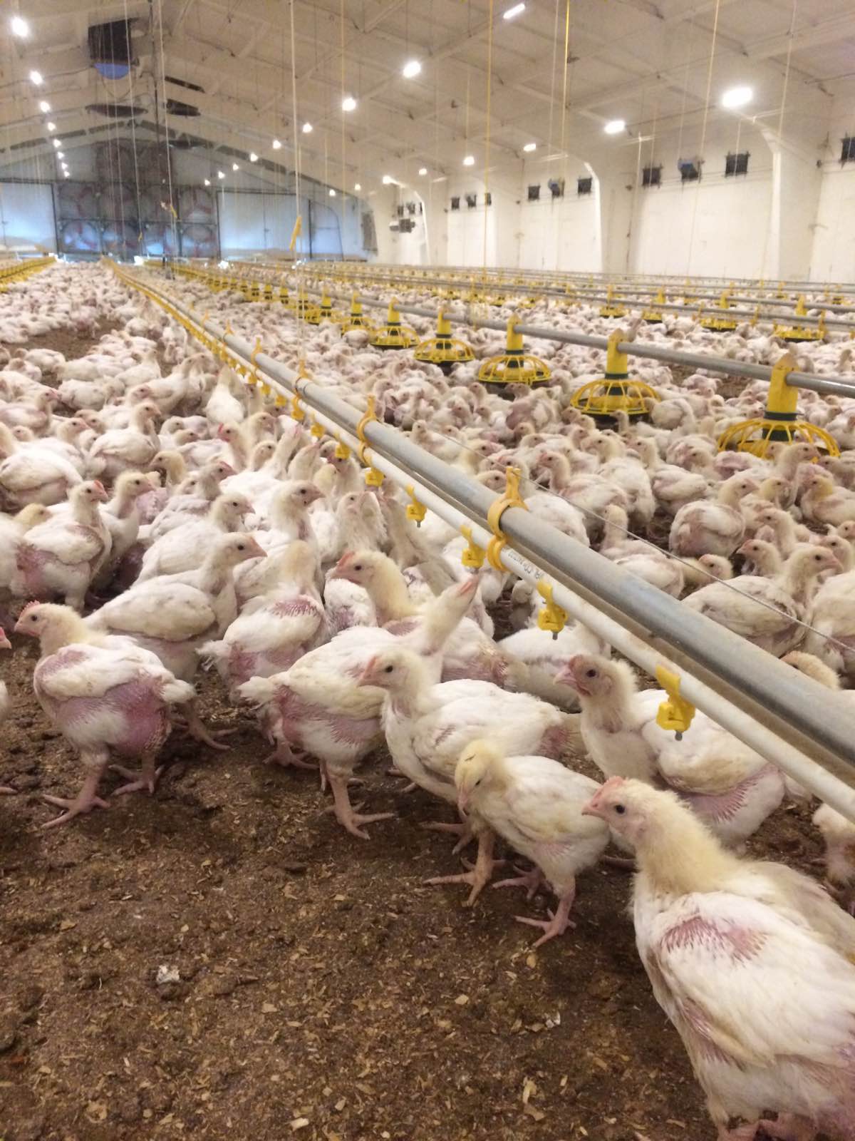 Belarus Broiler Farm (5)